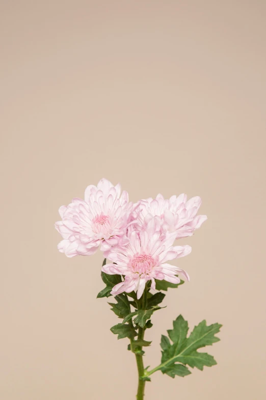 a close up of a pink flower in a vase, a colorized photo, by Elsa Bleda, photorealism, chrysanthemum, beige mist, side pose, with white