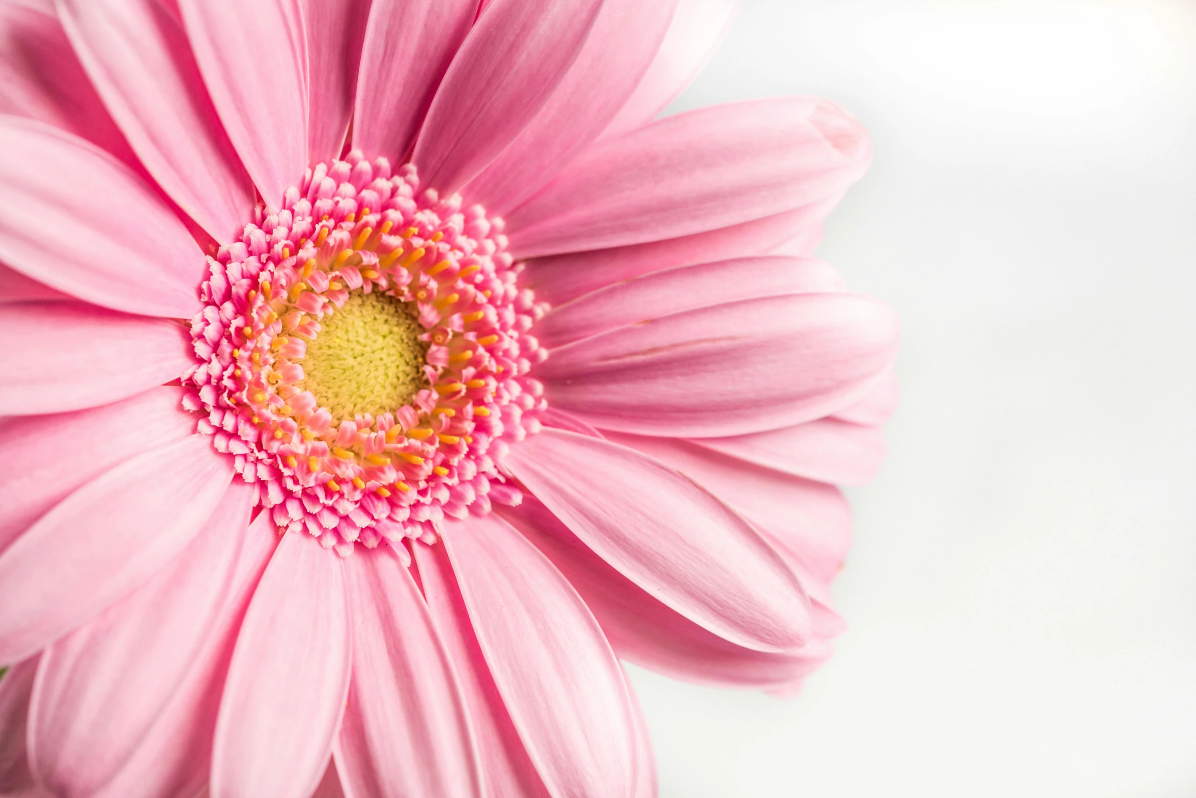 a close up of a pink flower on a white surface