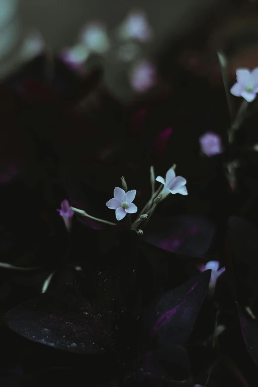 a group of small white flowers sitting on top of a black surface, unsplash, aestheticism, purple foliage, low quality photo, low quality footage, ansel ]