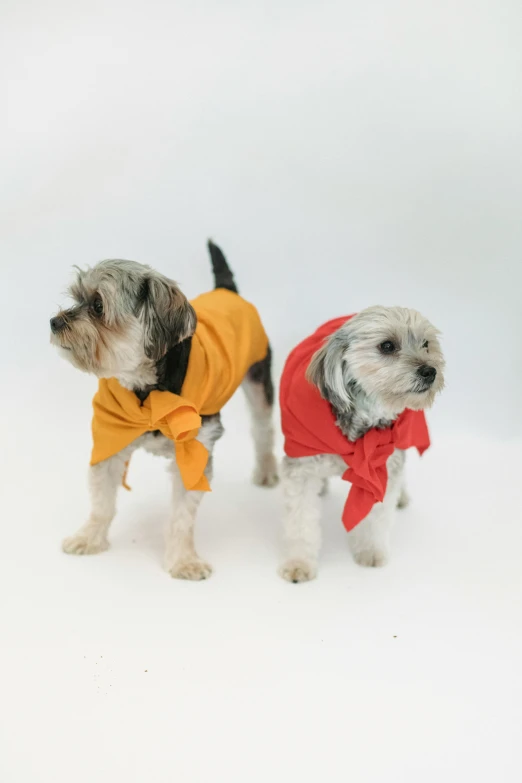 a couple of small dogs standing next to each other, unsplash, renaissance, wearing red and yellow clothes, wearing a turtleneck and jacket, wearing an orange t shirt, thumbnail