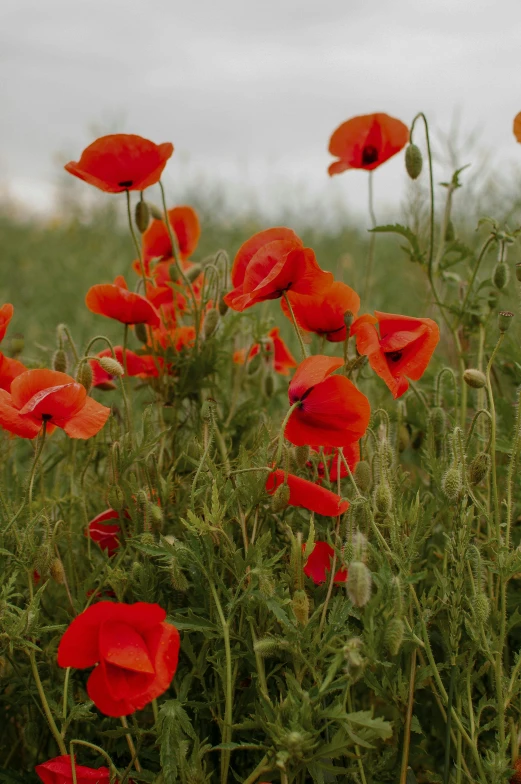 a field filled with lots of red flowers, slide show, the great war, more