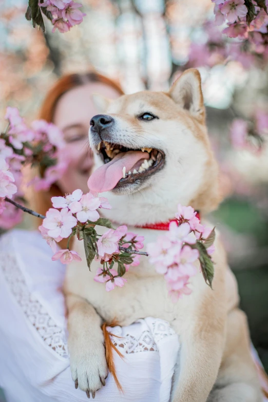 a woman holding a dog in her arms, inspired by Shiba Kōkan, trending on unsplash, renaissance, sakura flower, aussie, eating, vanilla