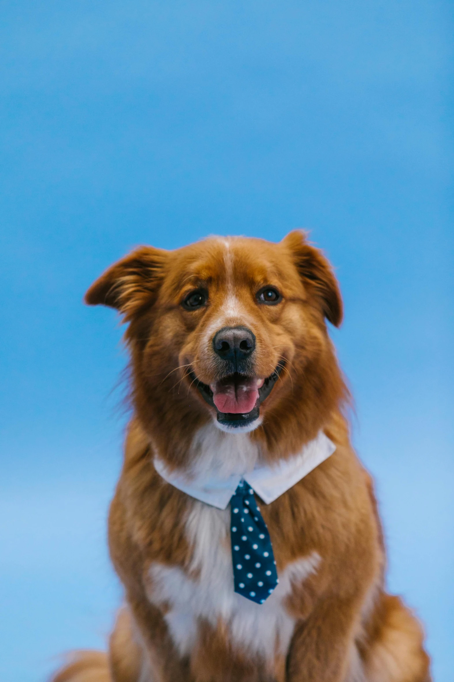 a brown and white dog wearing a tie, an album cover, by Julia Pishtar, unsplash, dressed in blue, corporate photo, cheery, hr ginger