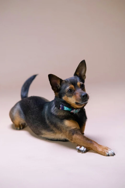 a small black and brown dog laying down, by Nancy Graves, full body photograph, jen atkin, hi - rez, short neck