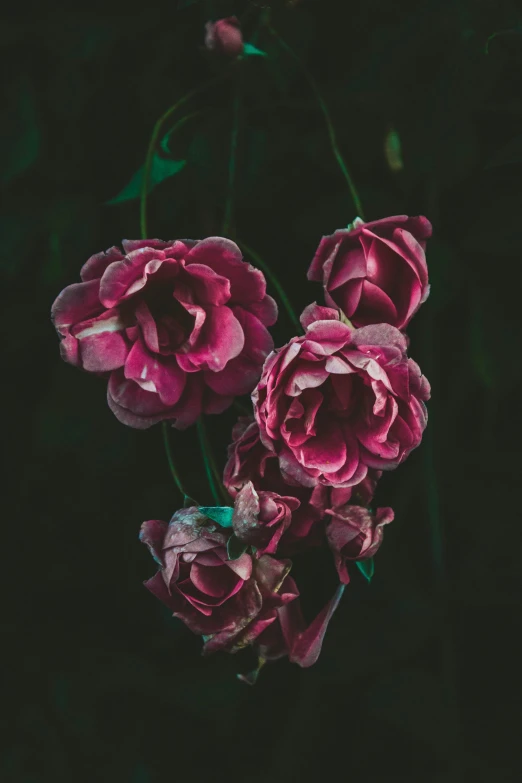 a bunch of pink flowers sitting on top of a table, inspired by Elsa Bleda, pexels contest winner, dark red, twisted withering vines, portrait photo, rose garden