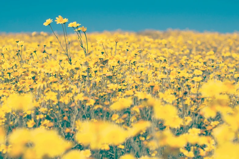 a field of yellow flowers with a blue sky in the background, an album cover, unsplash, color field, retro stylised, high quality product image”