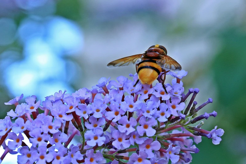 a bee sitting on top of a purple flower, by Jan Rustem, pexels contest winner, giant golden nuclear hornet, avatar image, purple and blue leather, manuka