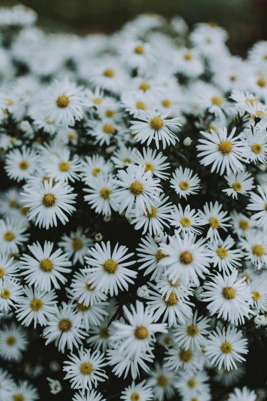 a bunch of white flowers with yellow centers, inspired by Elsa Bleda, trending on unsplash, made of flowers, color image, autumn, ari aster