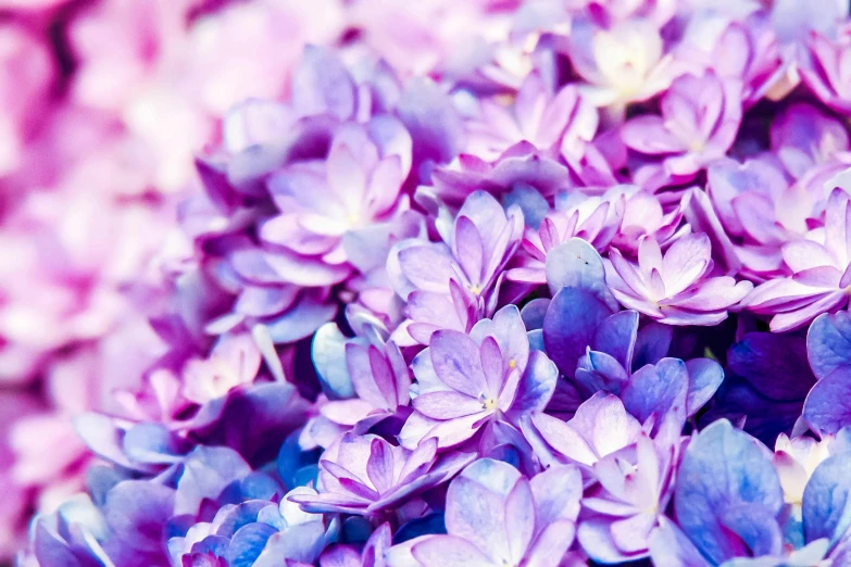 a close up of a bunch of purple flowers, by Carey Morris, pexels, hydrangea, ((purple)), istock, blue