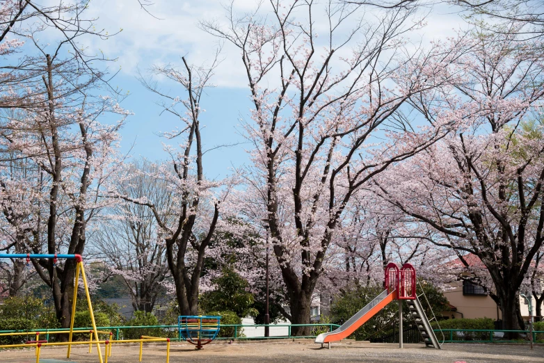 a children's playground with a slide and swings, by Kiyohara Tama, unsplash, shin hanga, under sakura tree, 🚿🗝📝