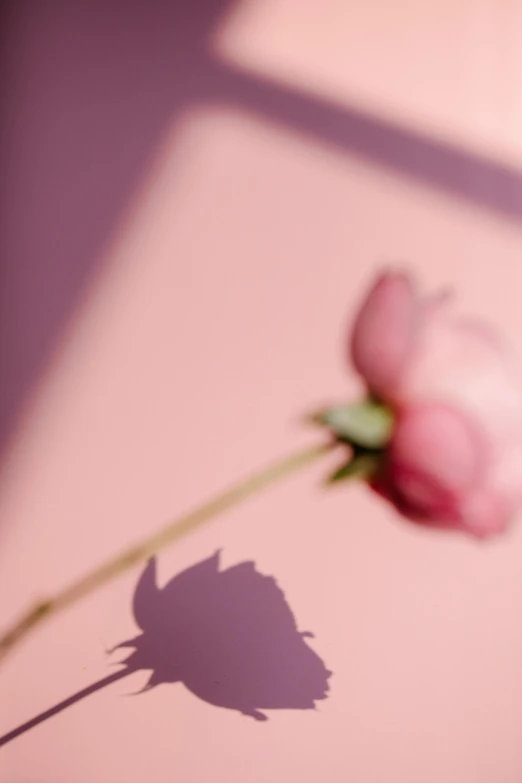 a single pink rose sitting on top of a table, a picture, unsplash, aestheticism, sharp focus », pink shadows, art print, half image