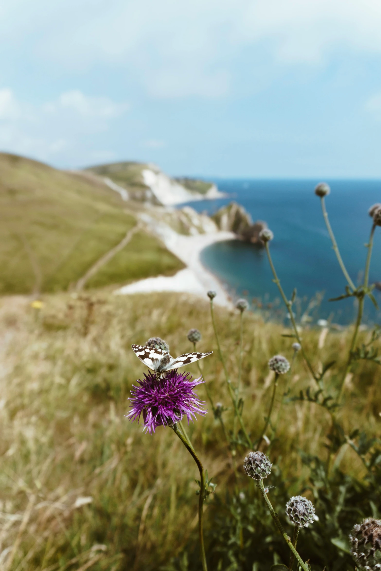 a purple flower sitting on top of a lush green hillside, over a chalk cliff, beaches, butterflies in the foreground, slide show