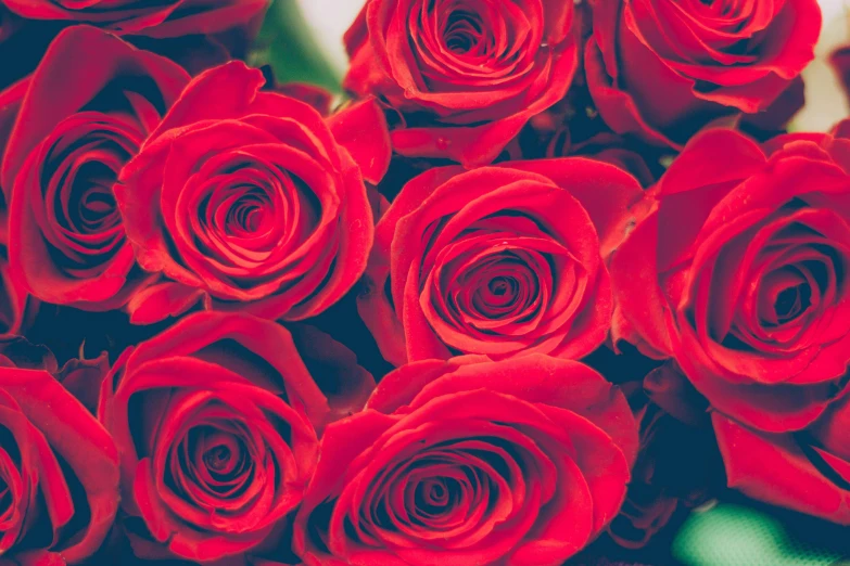 a close up of a bunch of red roses, by Julia Pishtar, beautifully ordinated, stockphoto, carefully designed, romantic lead