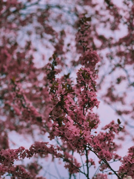 a clock mounted to the side of a tree, inspired by Elsa Bleda, unsplash, aestheticism, ((pink)), flowering buds, shot on iphone 1 3 pro max, maroon