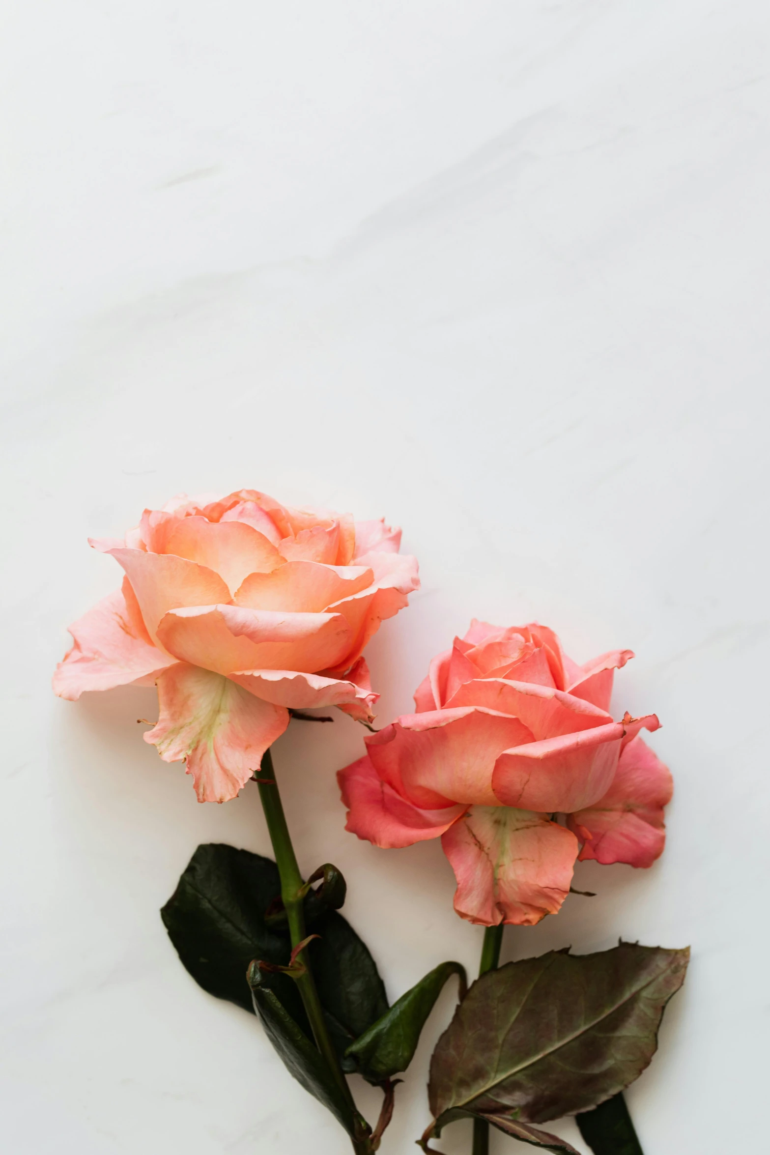 two pink roses sitting on top of a white table, by Kristin Nelson, trending on unsplash, pale orange colors, all marble, dead flowers, background image