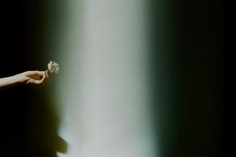a person holding a flower in their hand, inspired by Elsa Bleda, minimalism, cinestill hasselblad 2 0 0 mm, light glare, by emmanuel lubezki, 256435456k film