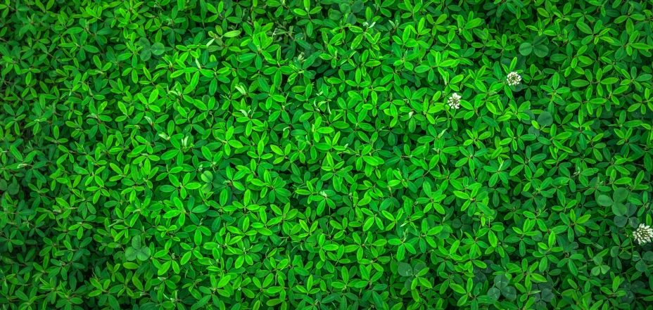 a bunch of green leaves sitting on top of a lush green field, inspired by Art Green, pexels, tesselation, background full of lucky clovers, bird eye view, jasmine