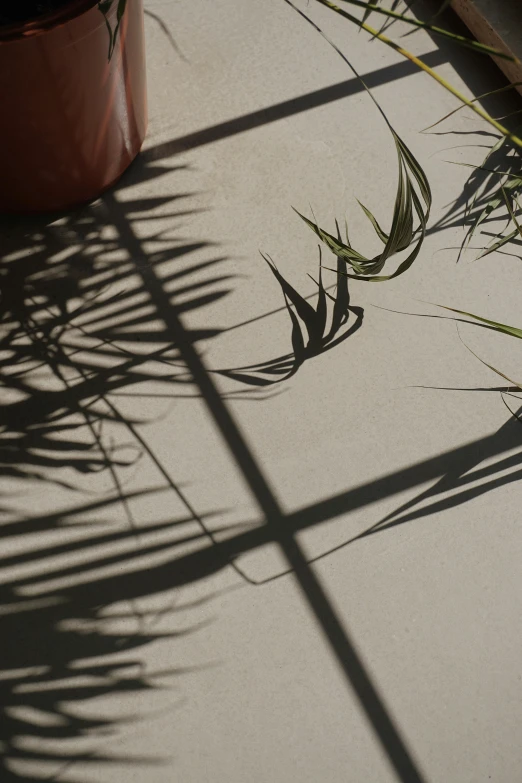 a potted plant sitting on top of a floor next to a window, inspired by Max Dupain, unsplash, shadow play, grass, palm leaves on the beach, profile image