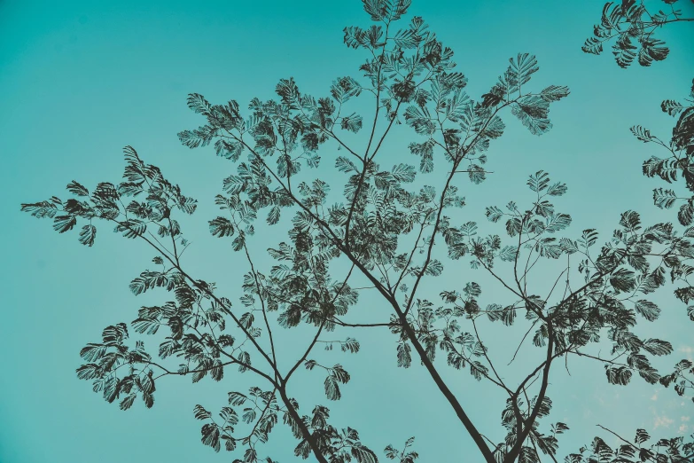 a black and white photo of a tree against a blue sky, an album cover, inspired by Elsa Bleda, unsplash, art photography, made of leaf skeletons, ((greenish blue tones)), moringa oleifera leaves, pastel palette silhouette