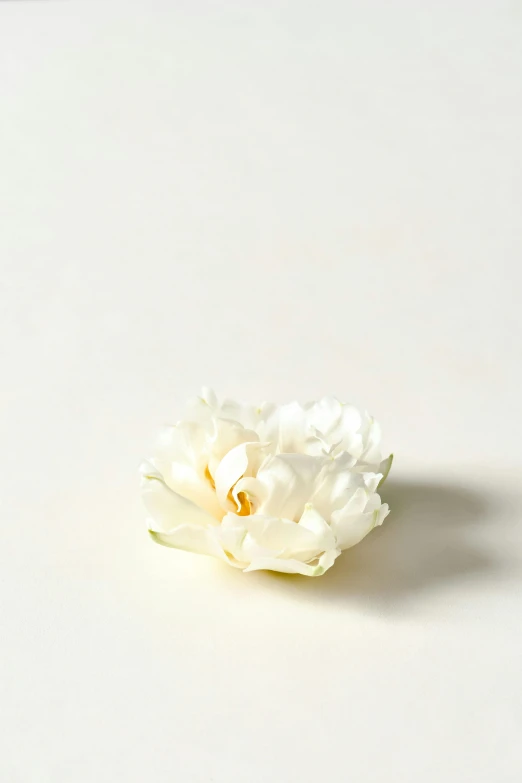 a single white flower on a white surface, handcrafted, small crown, vanilla, medium - shot