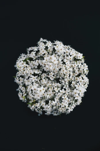 a bouquet of white flowers against a black background, an album cover, circular shape, shot from drone, various sizes, no cropping