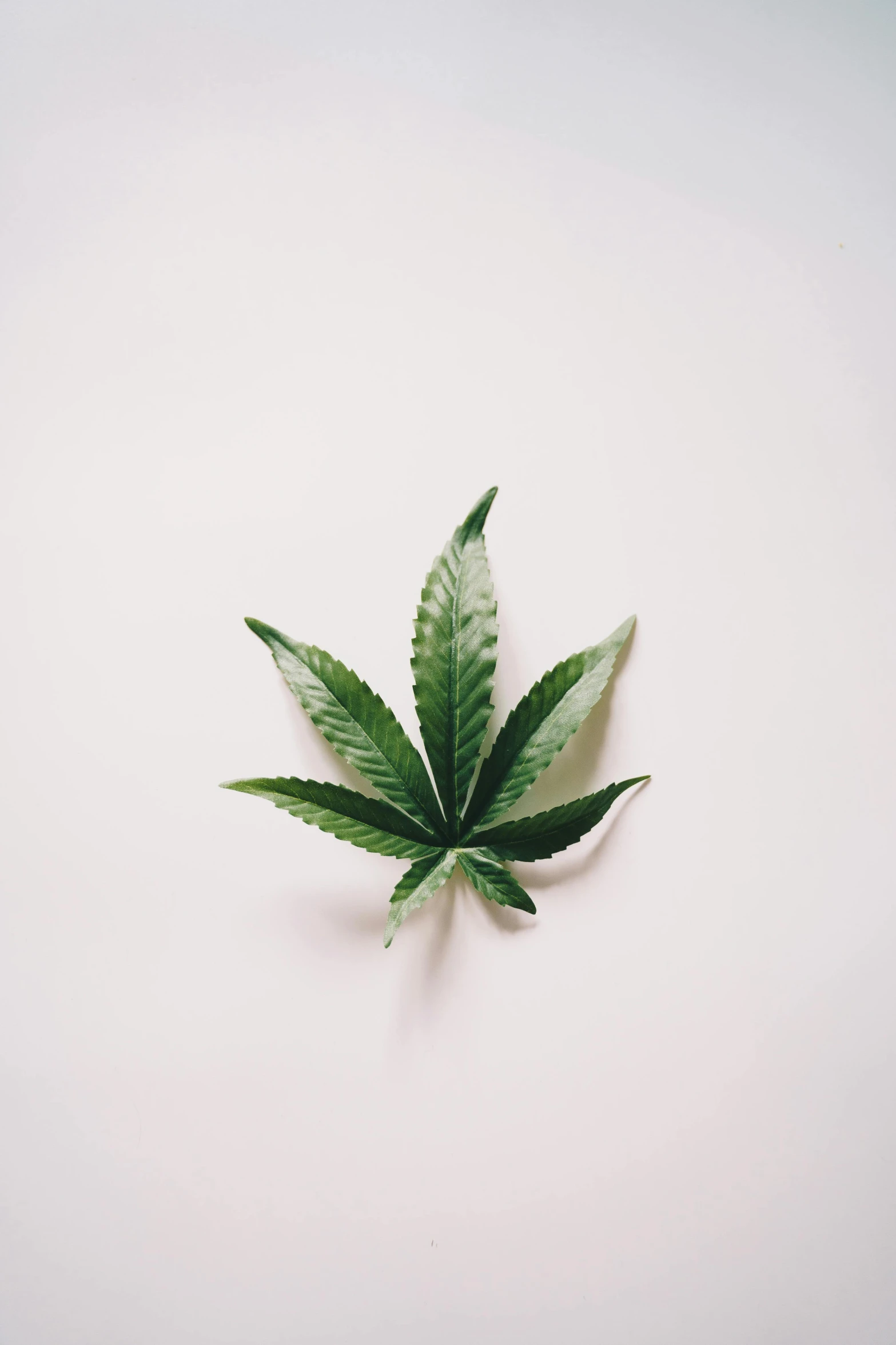 a marijuana leaf on a white surface, a picture, trending on pexels, 王琛, instagram post, high angle, can