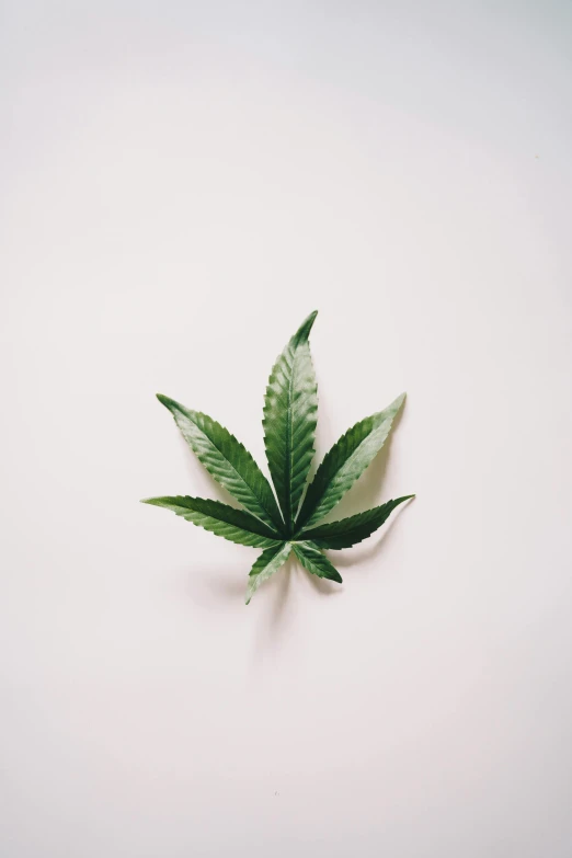 a marijuana leaf on a white surface, a picture, trending on pexels, 王琛, instagram post, high angle, can