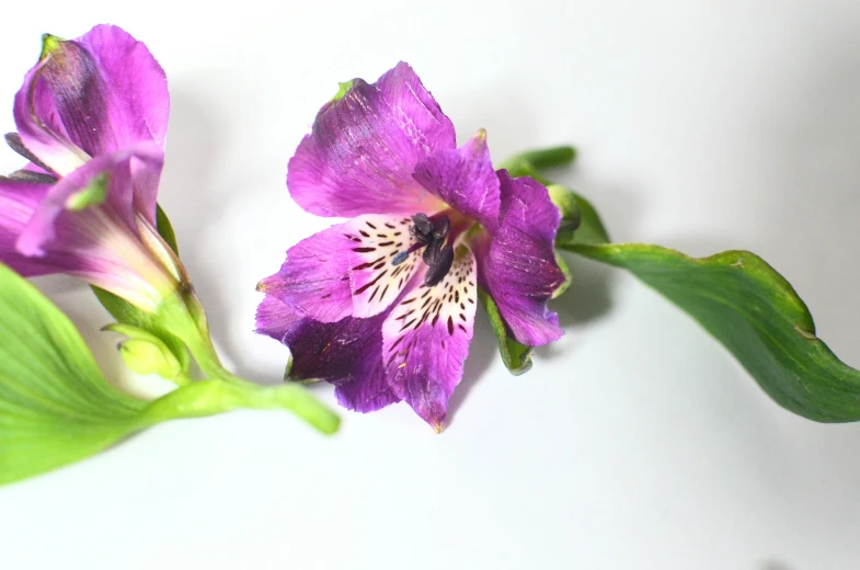 a close up of a purple flower on a white surface, listing image, edible flowers, product view, subtropical flowers and plants