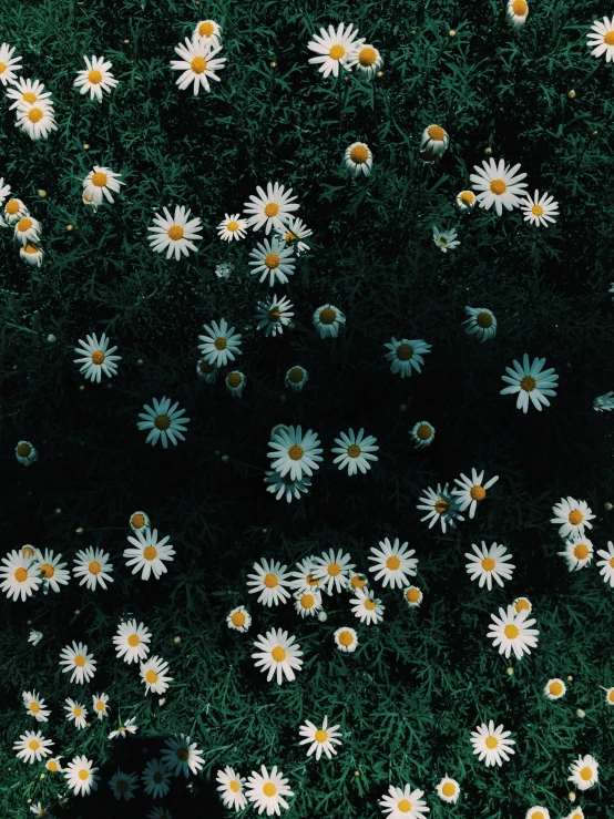 a field full of white and yellow flowers, inspired by Elsa Bleda, trending on unsplash, aestheticism, dark green background, ☁🌪🌙👩🏾, chrysanthemum, (night)