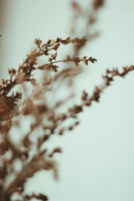 a small bird sitting on top of a plant, by Carey Morris, trending on unsplash, visual art, dried herbs, beige mist, seen from below, made of dried flowers