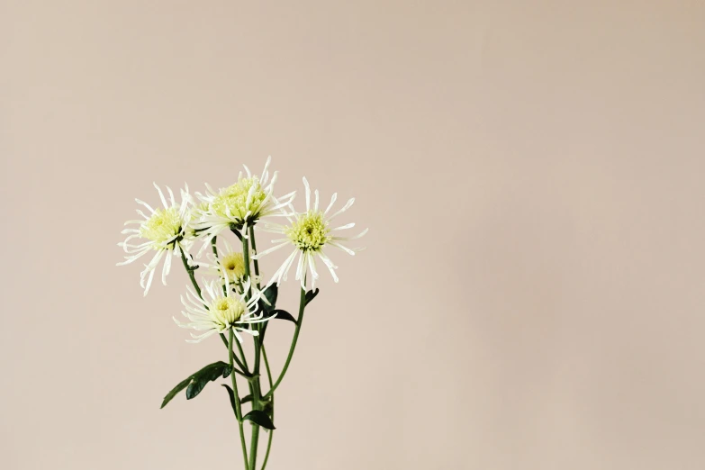 a vase with some white flowers in it, by Carey Morris, trending on unsplash, minimalism, chrysanthemum eos-1d, background image, tall thin, albino dwarf