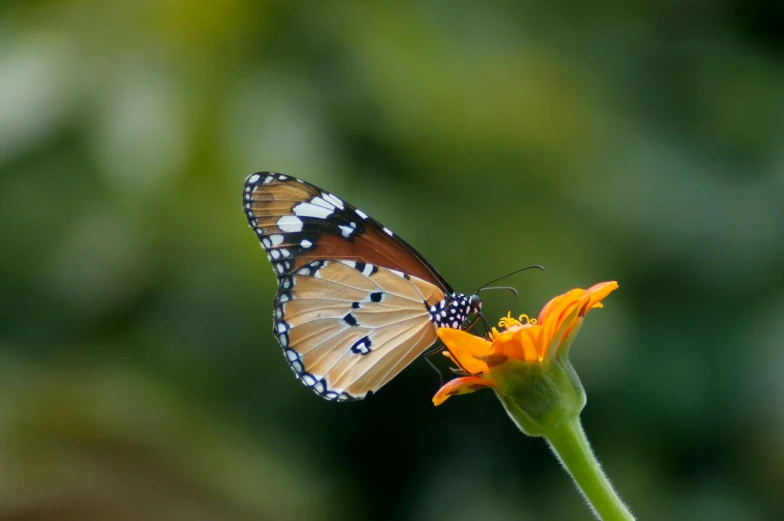 a butterfly that is sitting on a flower, unsplash, sumatraism, avatar image