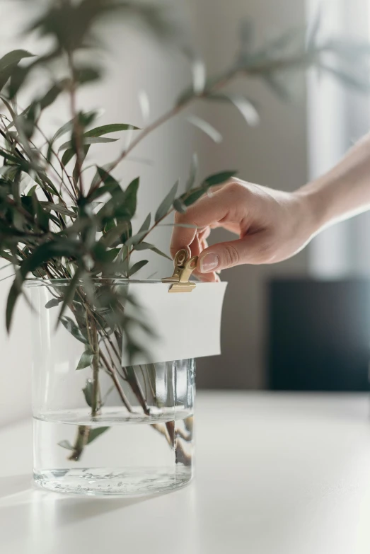 a person placing something in a vase on a table, by Eden Box, award - winning crisp details, eucalyptus, hidden message, hook as ring
