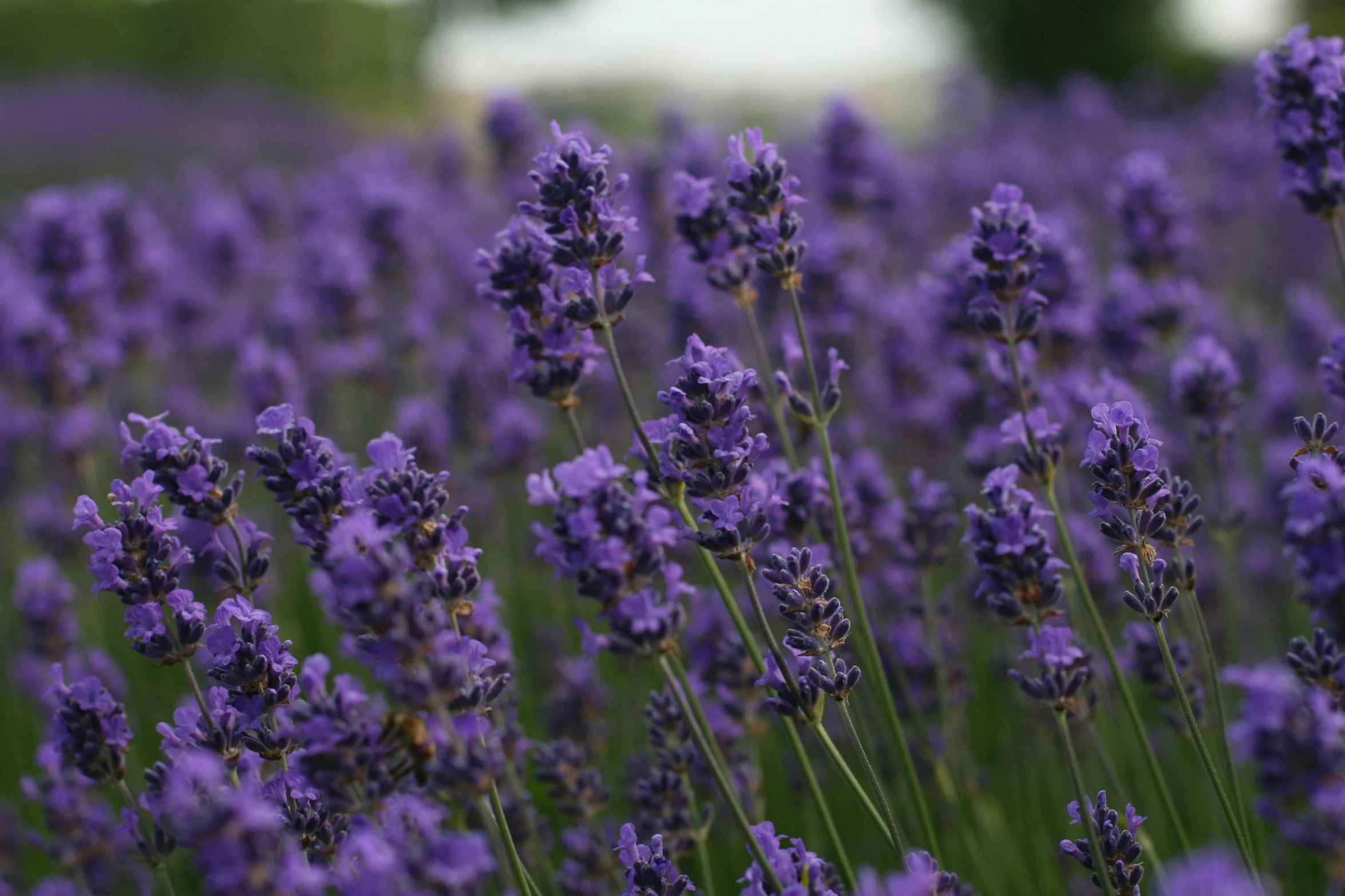 a field of lavender flowers with a house in the background, a portrait, by David Simpson, pexels, low detail, 1 6 x 1 6, mediumslateblue flowers, in detail