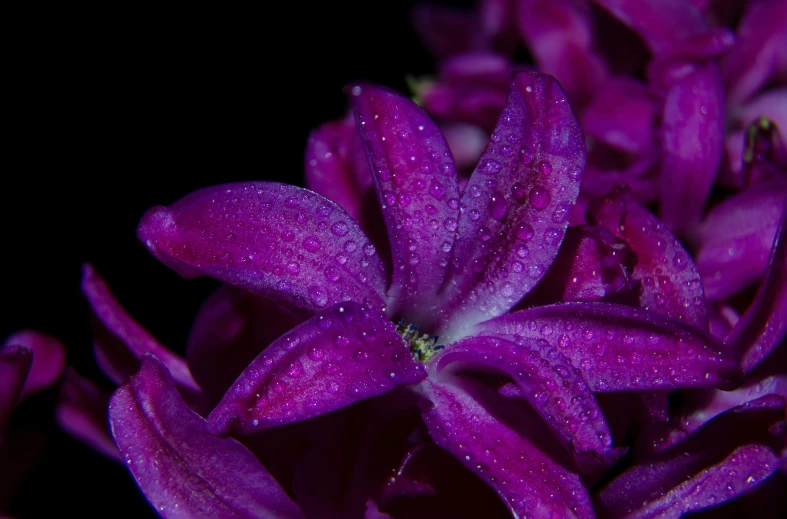 a close up of a bunch of purple flowers, a macro photograph, pexels, detailed droplets, stargazer, full - view, superb detail 8 k