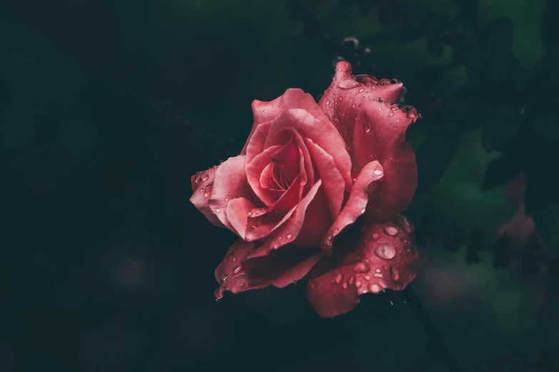 a pink rose with water droplets on it, an album cover, inspired by Elsa Bleda, pexels contest winner, night mood, red, **cinematic, gloomy mood