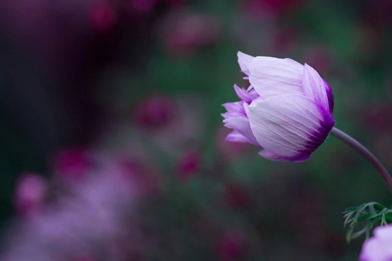 a close up of a flower with a blurry background, a macro photograph, by Eglon van der Neer, unsplash, romanticism, purple and pink, floating alone, cosmos in the background, fine art print