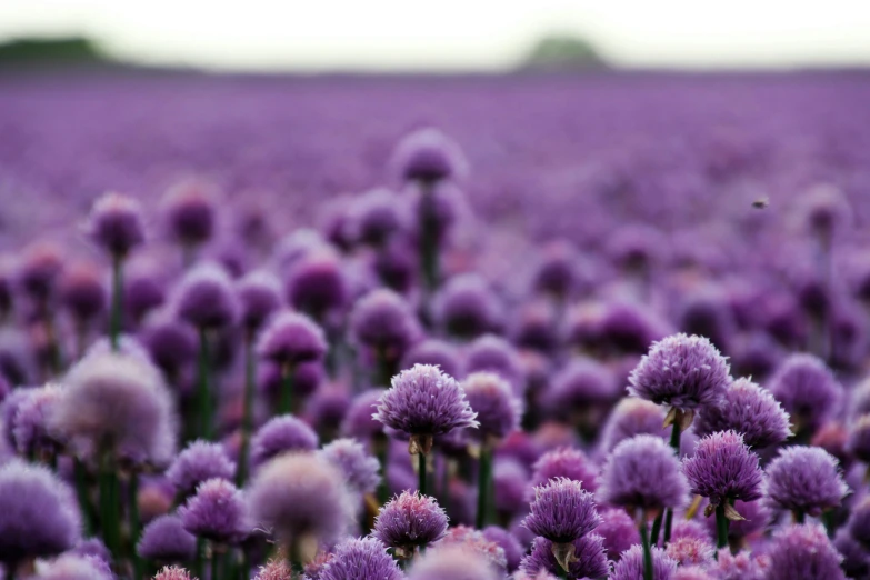 a field filled with lots of purple flowers, pexels, dezeen, pincushion lens effect, in a row, amethyst