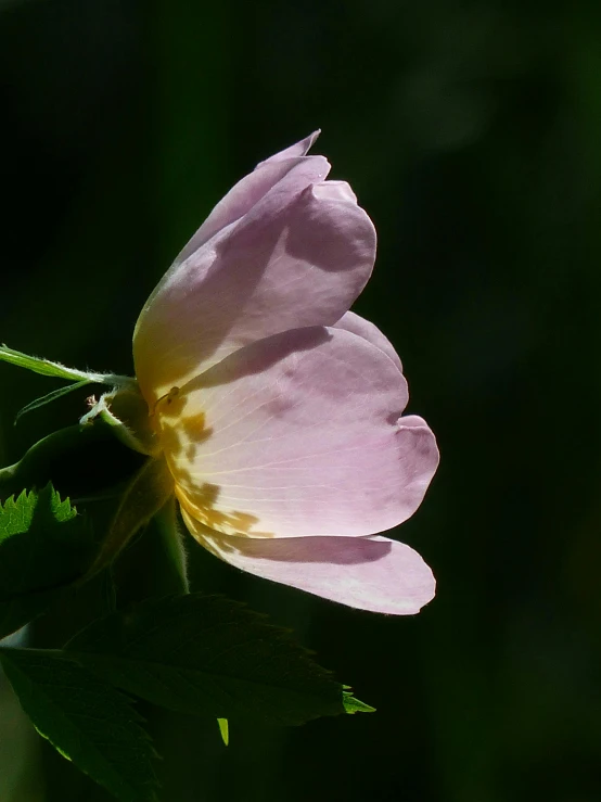 a close up of a pink flower with green leaves, a macro photograph, by Jim Nelson, unsplash, romanticism, back light, solitude, high quality photo, taken in the mid 2000s