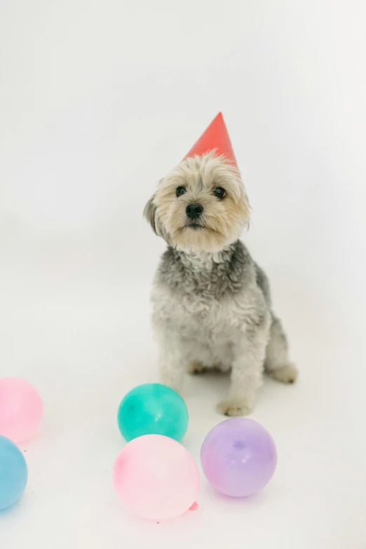 a small dog wearing a party hat surrounded by balloons, pexels, happening, silver haired, thumbnail, high quality image, thoughtful )
