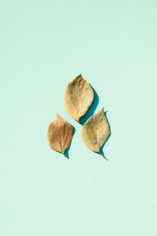 a couple of leaves sitting on top of a blue surface, the three moiras, dried herbs, seafoam green, post - minimalism