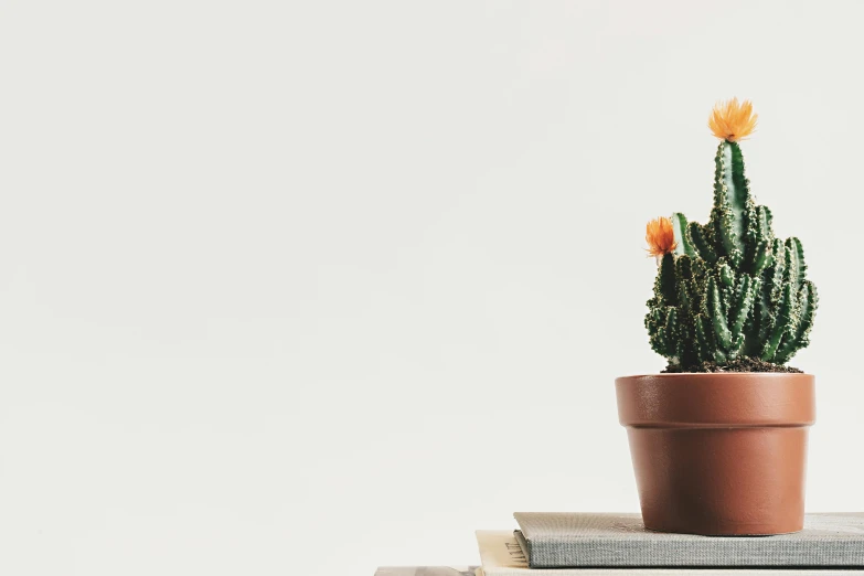 a cactus sitting on top of a stack of books, trending on unsplash, postminimalism, with flowers and plants, white and orange, panoramic shot, detailed product image