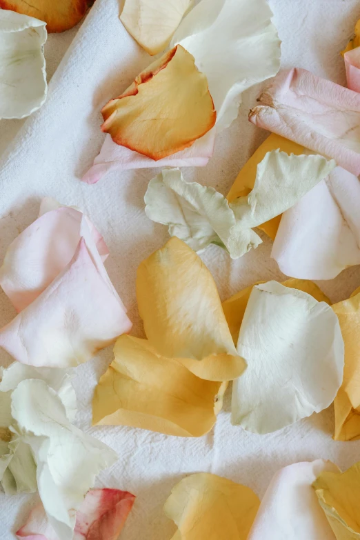 a close up of a bunch of flowers on a table, large individual rose petals, bleached colours, promo image, organics