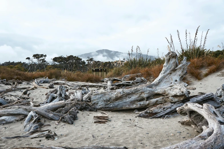 a pile of driftwood sitting on top of a sandy beach, mountains and ocean, cypress trees, profile image, manuka