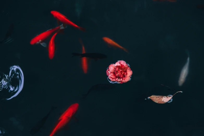 a flower floating on top of a body of water, by Adam Marczyński, unsplash contest winner, koi fishes, reds), computer wallpaper, a high angle shot