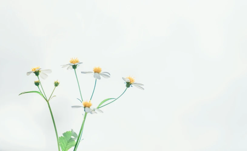 a vase filled with yellow and white flowers, trending on unsplash, minimalism, background image, white color, chamomile, tall thin