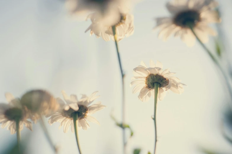 a group of white flowers sitting on top of a lush green field, inspired by Elsa Bleda, unsplash, minimalism, sepia sunshine, pale pastel colours, chrysanthemums, bokeh dof sky