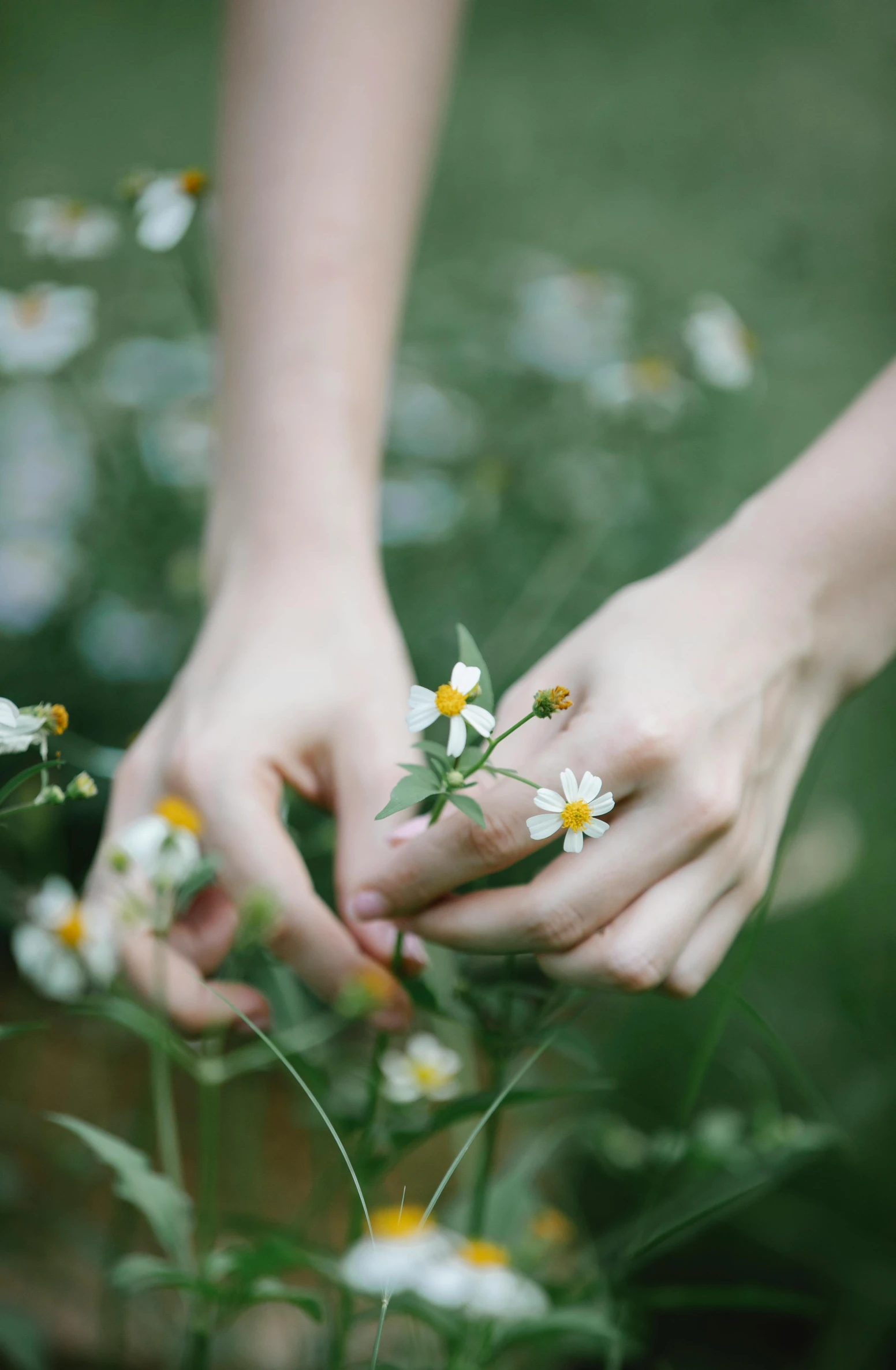 a person holding a bunch of flowers in their hands, by Anna Boch, pexels, chamomile, gently caressing earth, playing, digital image