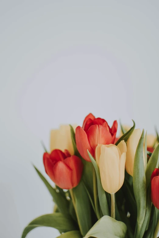 a vase filled with red and yellow tulips, trending on unsplash, on a gray background, cream, full product shot, vanilla