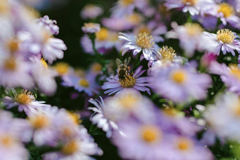 a close up of a bunch of purple flowers, by Carey Morris, pexels, bees covering whole body, chrysanthemum eos-1d, fine art print, 🦩🪐🐞👩🏻🦳